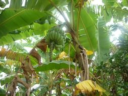 banana green plant sunny scene