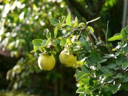 Quince on a bush