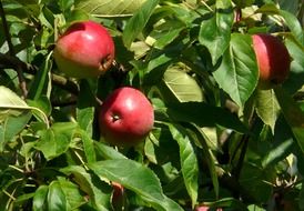 juicy apple fruit tree