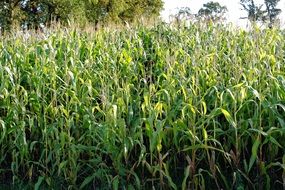 cultivation of corn
