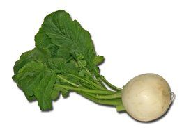 clipart of the white turnip