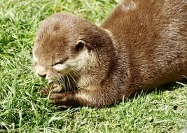 otter eat