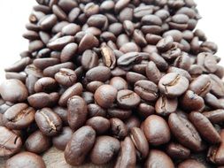 coffee beans on a white background