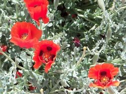 green poppy bushes with red flowers