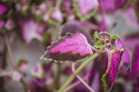 coleus flowers