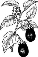 painted two eggplants on a branch