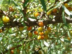 yellow and orange sea buckthorn berries on a tree