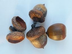 acorns are the fruits of the autumn