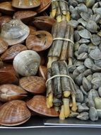 Mussels in the market in Spain