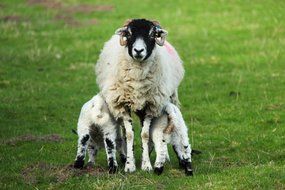sheep and lambs