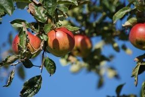 delicious appetizing apple fruit