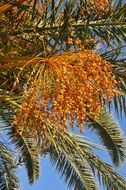 tropical tree