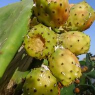 chumbo fruits on the tree