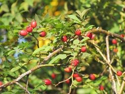 red berries on a bush against a background of green trees