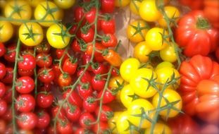 tomatoes of different shape size and colour