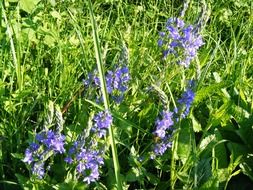 blue flowers in the wild