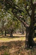 olive trees on the dry grass