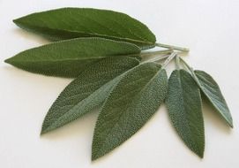 dark green sage leaves