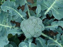 ripening broccoli