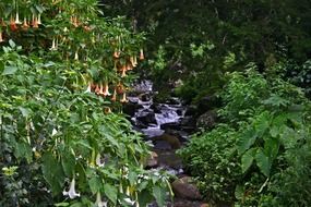 angel trumpet over the creek