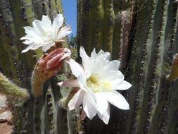 exotic cactus blossom