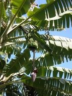 unripe bananas on a palm tree