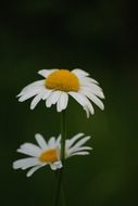 lovely daisy