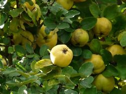 quince fruits on tree