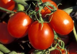 healthy tomatoes with vitamins