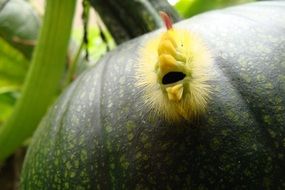 Caterpillar on the pumpkin