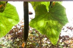 cucumber seedlings