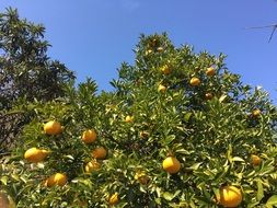 green tree with yellow citrus