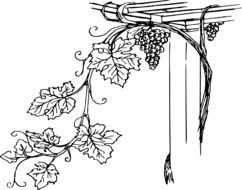 clipart,picture of growing grapes on the fence