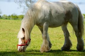 wiite horse graze