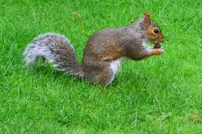 grey eating squirrel on green grass