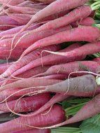 red radish vegetables