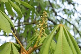 chestnut buds