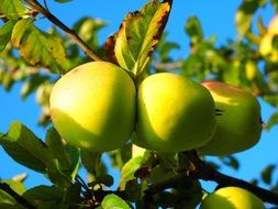 apple tree fruits close-up