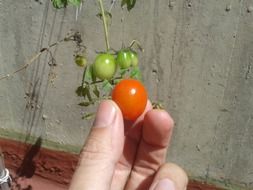 small tomato in hand