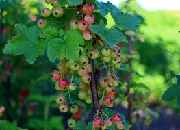 red currants ripening