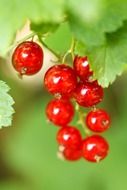 bunch of red currants on the bush