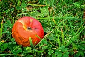 rotten apple on the grass close-up