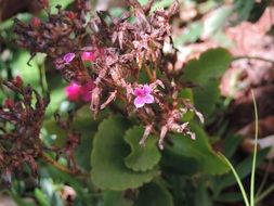 the flowers of the plants in the garden