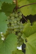 green grapes among leaves on vine