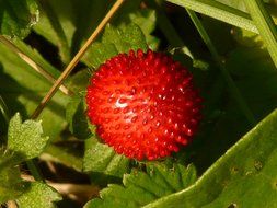 indian translucent strawberry on the bush