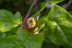 immature fruit