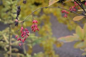 Barberry berries on the branches of bushes