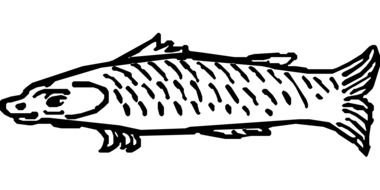 fish food drawing