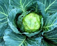green fresh cauliflower in the garden