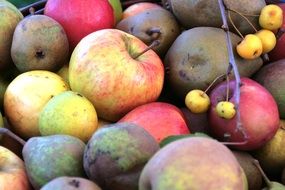 Lots of different fruits in a pile
